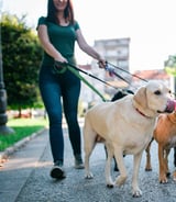 Pet care in Toronto - Shura J.