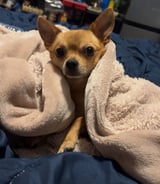 Pet care in Montreal - Dog sitter