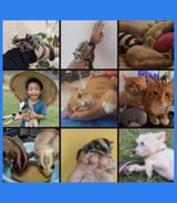 Pet care in Toronto - Ain A.