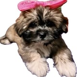 Pet care in Langley - Mary Jane A.
