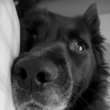 Pet care in Fort Erie - Kelly M.