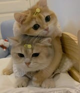 Pet care in Ottawa - Bianca B.