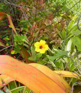 Caregiver in Lethbridge - Live-In Caregiver – Elderly Woman with Dementia Full-Time Lethbridge, Alberta