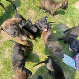 Pet care in Markham - Omar A.