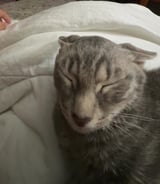 Nanny/Babysitter in Calgary - Alina C.