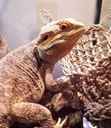 Pet care in Burlington - Jess F.