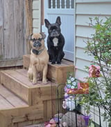 Pet care in Hamilton - Leisa Z.