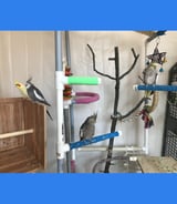 Pet care in Oakville - Deanne G.