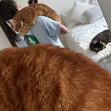 Housekeeper in New Westminster - Jennifer M.