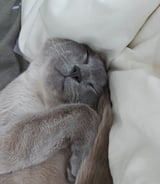 Housekeeper in Toronto - Yonge and Sheppard Housekeeping