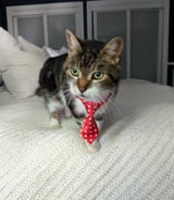 Pet care in Chateauguay - Christina G.