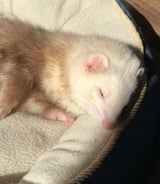 Pet care in Kamloops - Sienna S.