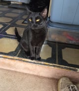 Pet care in Calgary - Amo R.