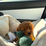 Pet care in Surrey - Looking for a reliable pet lover to take care of my pup when I’m out of town.