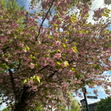 Nanny/Babysitter in Vancouver - Jhin R.