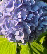 Caregiver in New Westminster - Rowe O.