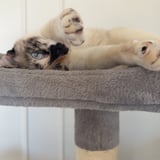 Pet care in Calgary - Hayleigh P.