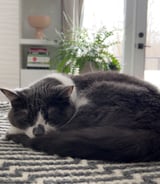 Housekeeper in London - Experienced Cleaner / Housekeeper Wanted