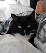 Pet care in Mississauga - Ali G.