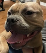 Pet care in Toronto - Jennifer M.