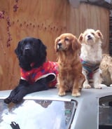 Pet care in Mississauga - Leisly F.