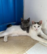 Pet care in Montreal - Souha K.