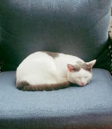 Pet care in Vaughan - Georgina G.