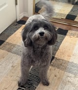 Pet care in Chestermere - Monday to Friday Dog Walker Wanted
