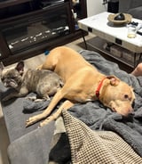 Pet care in Edmonton - Kaia K.