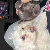 Pet care in Toronto - Chelsea F.