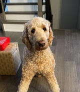 Nanny/Babysitter in Mississauga - Full time Live in nanny