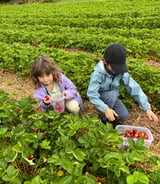 Nanny/Babysitter in Saint-Augustin-de-Desmaures - Nanny housekeeper