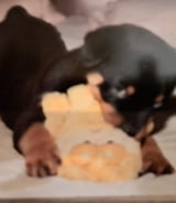 Pet care in Dorval - Sarah A.