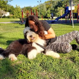 Pet care in Toronto - Catalina S.