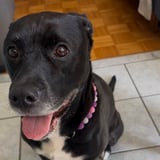 Pet care in Brampton - Jec S.