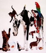 Pet care in Saint-Colomban - Beatrice G.