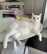 Pet care in Calgary - Alla Z.