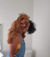 Nanny/Babysitter in Halifax - Keyara V.