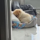 Pet care in Laval - Victoria T.