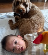 Nanny/Babysitter in Mont-Royal - Looking for a friendly knowledge caring babysitter to look after 6 month old baby and pet