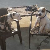 Pet care in Niagara Falls - Jaspreet S.