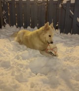 Nanny/Babysitter in Montreal - Looking for someone to speak english