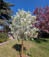 Housekeeper in St. Albert - Looking for a housekeeper that can clean, do laundry, option to cook and babysit our newborn son :)