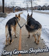 Pet care in Vaughan - House Siting Immediate Start - Animal Lover And Dog Walker
