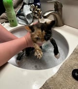Pet care in Newmarket - Rachel H.