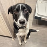 Pet care in Mission - Active Easygoing Loving I’m out of town for about a week and need someone to watch my girl