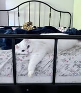 Pet care in Ottawa - Susannah F.