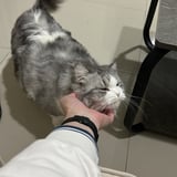 Pet care in Saint-Lambert - Ferri S.