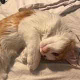 Pet care in Niagara-on-the-Lake - Brookelyn M.