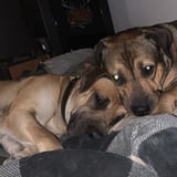 Pet care in Niagara Falls - Shelby D.